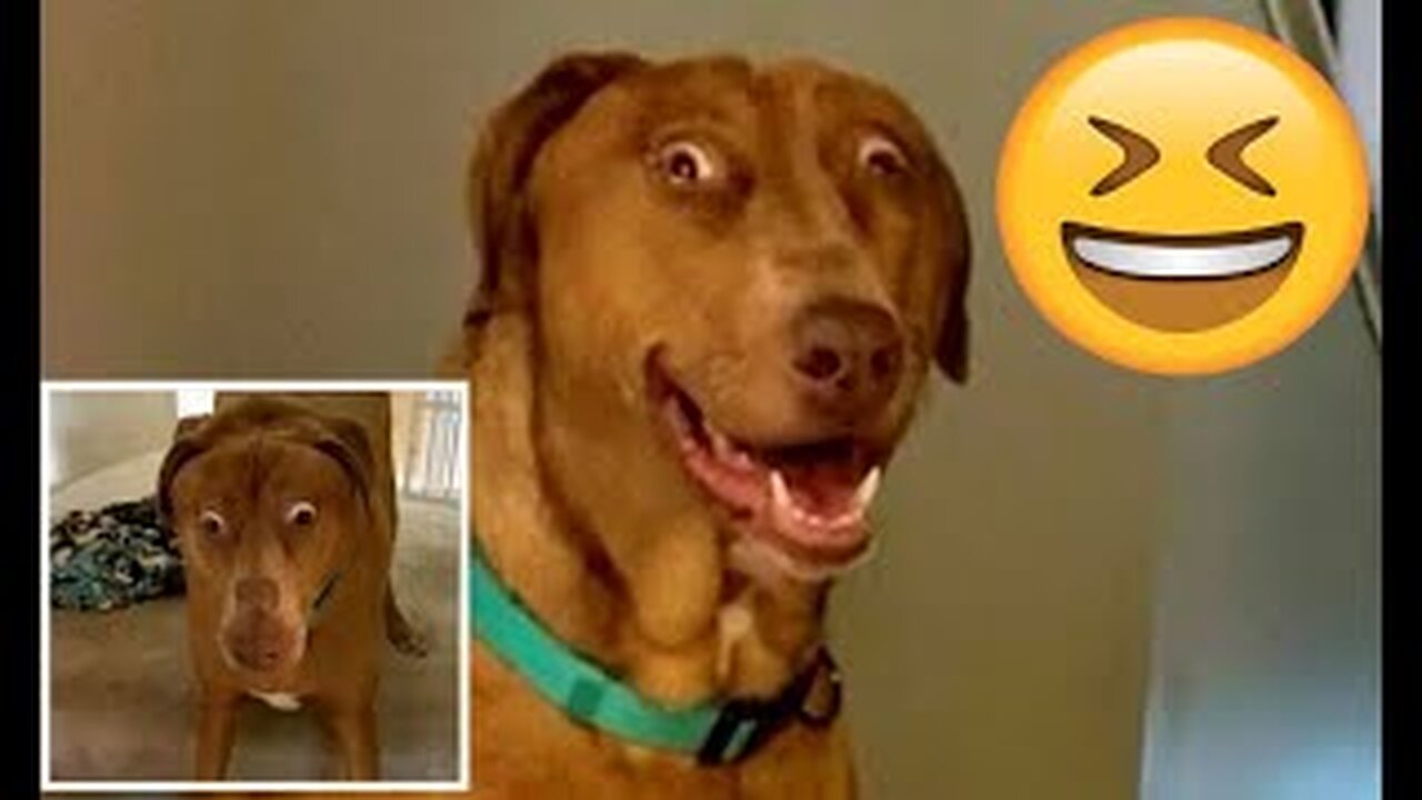 Funniest Animals 2023 😂 Funny Cats and Dogs Videos 😺🐶 Part 1