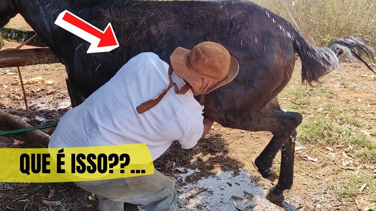 OLHA O QUE ELE FEZ COM A MULA PRETA VAQUEIRO PO
