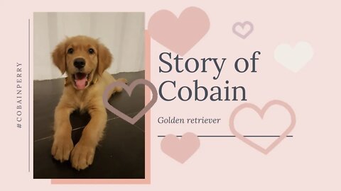 Cobain - Our Golden Retriever Growing Up #goldenretriever