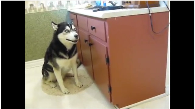 Vocal husky howls in protest for bath time