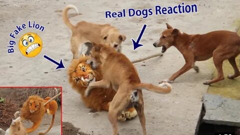 Fake Big Lion Prank Dog So Funny Can Not Stop Laugh Must Watch New Funny Prank Video 2022