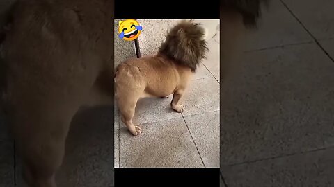 🤣Funny dog video🤣_#shorts