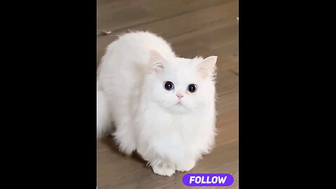 adorable_*cute_*cat_*tranding_*video_*😻🐾🥀