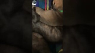 Babies cutting teeth ! LonelyCreek bullmastiff