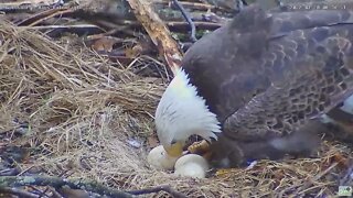 Hays Eagles nest has a PIP! 2022 03 20 8:36am