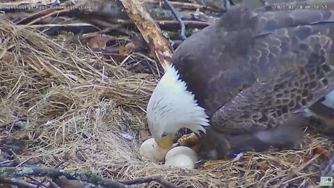 Hays Eagles nest has a PIP! 2022 03 20 8:36am