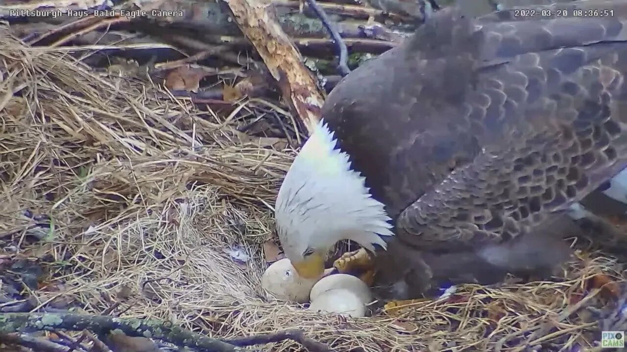 Hays Eagles nest has a PIP! 2022 03 20 8:36am