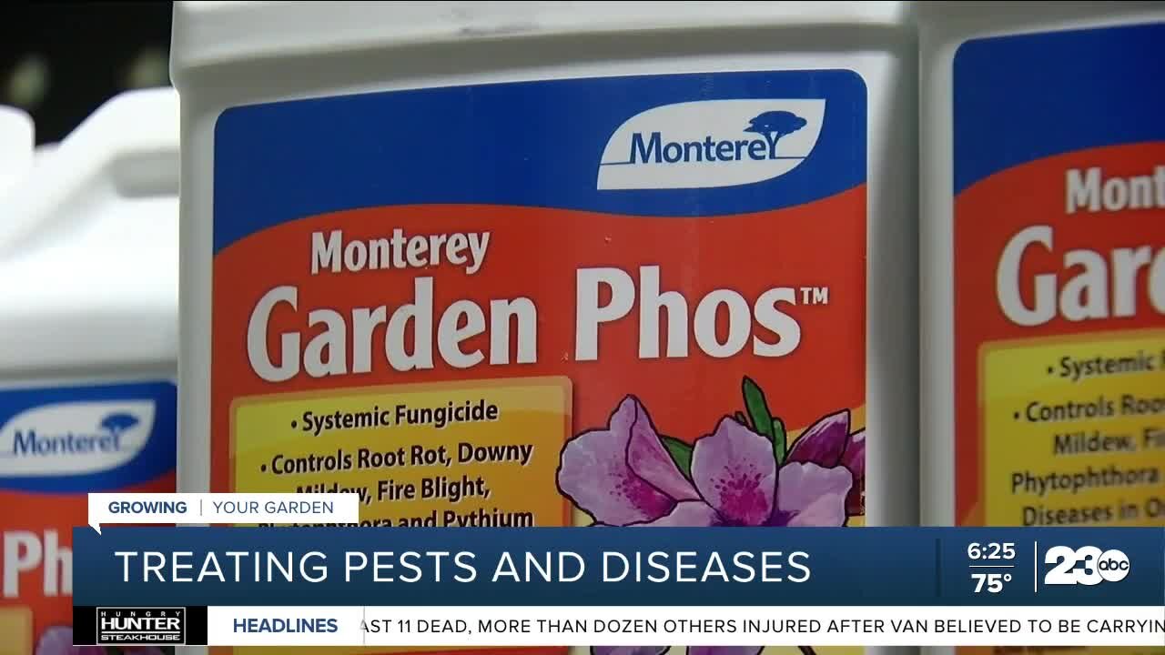 Growing Your Garden: Treating pests and diseases