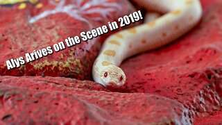 The Day I Met Alys (A Western Hognose Video)