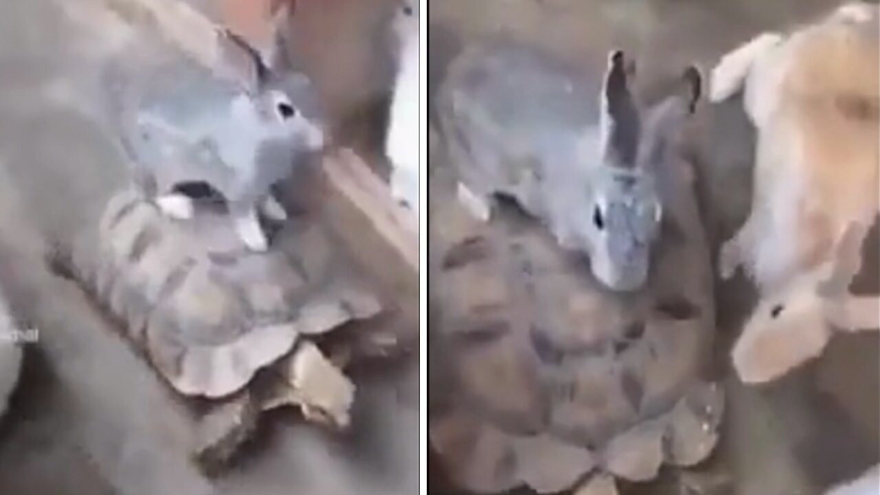 Bunny having a complete Blast riding on tortoise's back as his friends gather around to watch