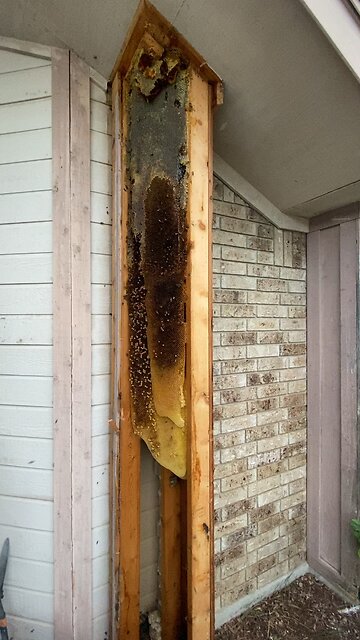 Can you find the Queen cells, there are 4!