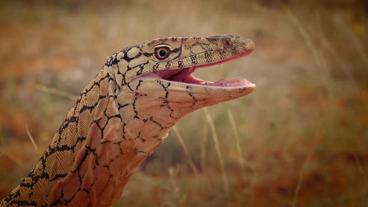 World's Deadliest Monster Lizards | Animal Ethics