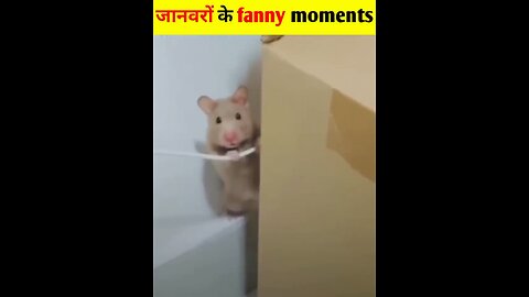 Funny animal video 🤣🤣🤣🤣