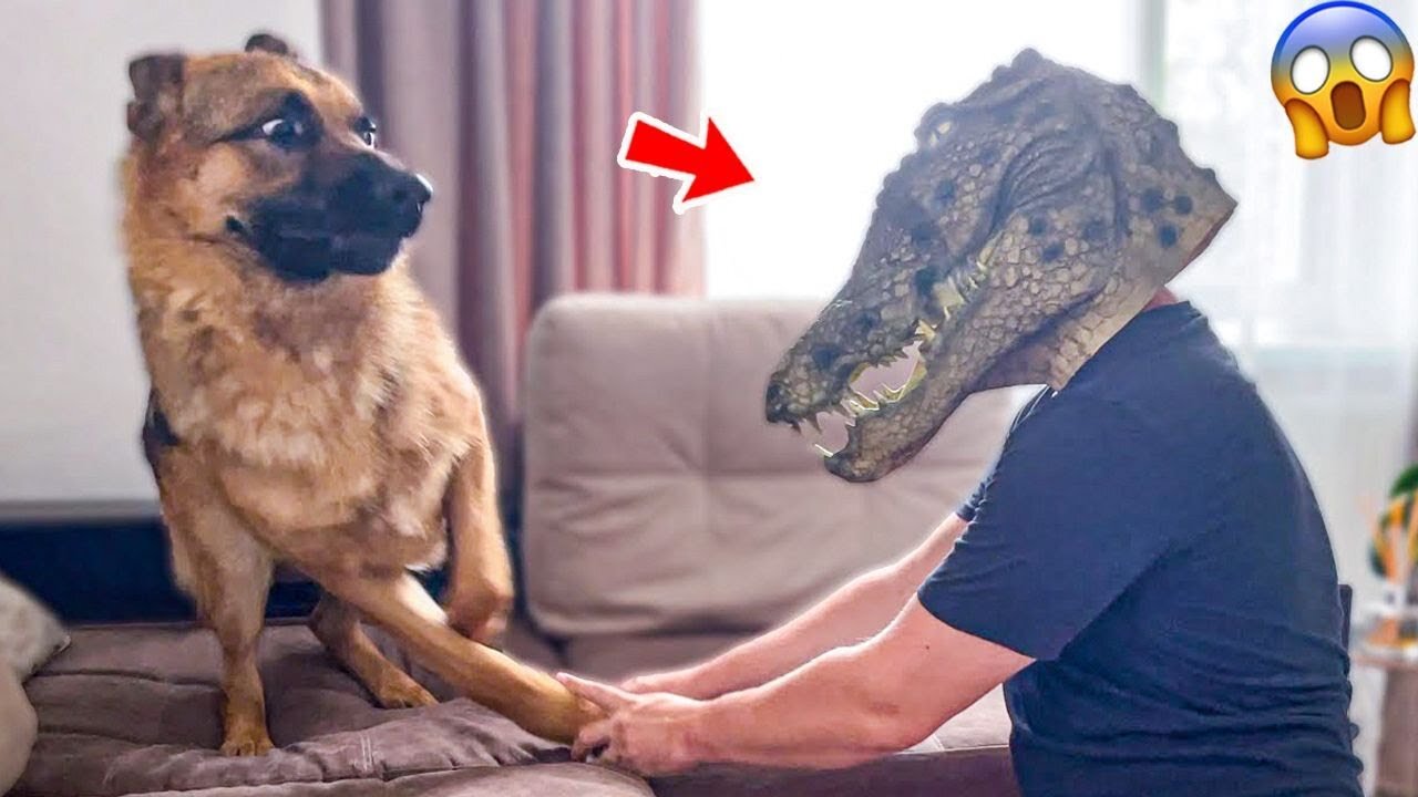 Funny Animal Videos: Pets That Got The Wrong Idea | Pets Island