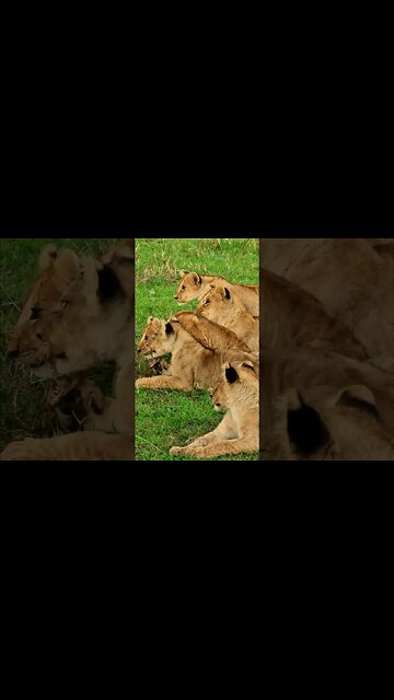 Fun With Lion Cubs #Wildlife | #ShortsAfrica