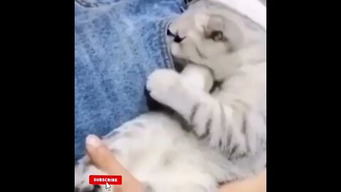 cute cat videos 😹 funny videos 😂1603