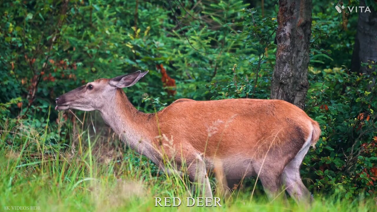 forest beautiful animal #Nature Beauty