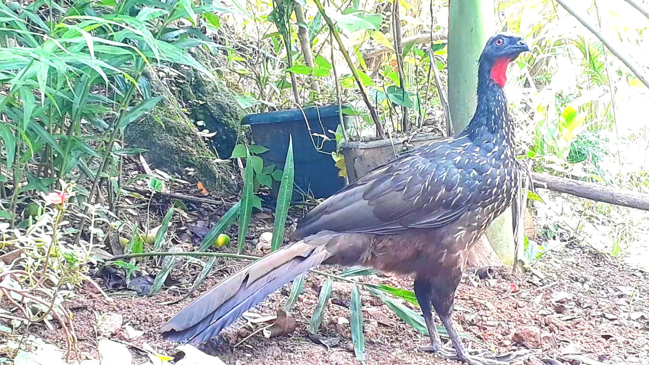 Passeio tranquilo: Jacu explorando seu habitat natural Jacuaçu, jacuguaçu, guans