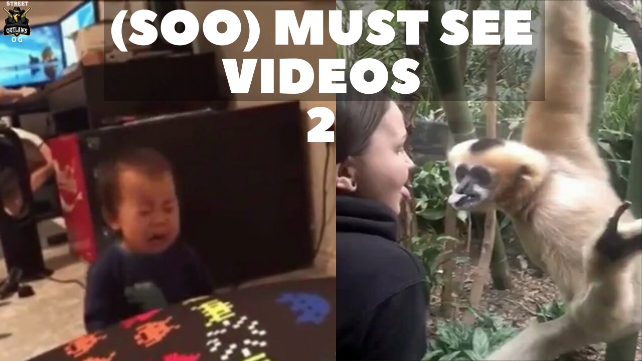 MUST SEE VIDEOS 2 | Funny Animals Video | Monkeys🐒