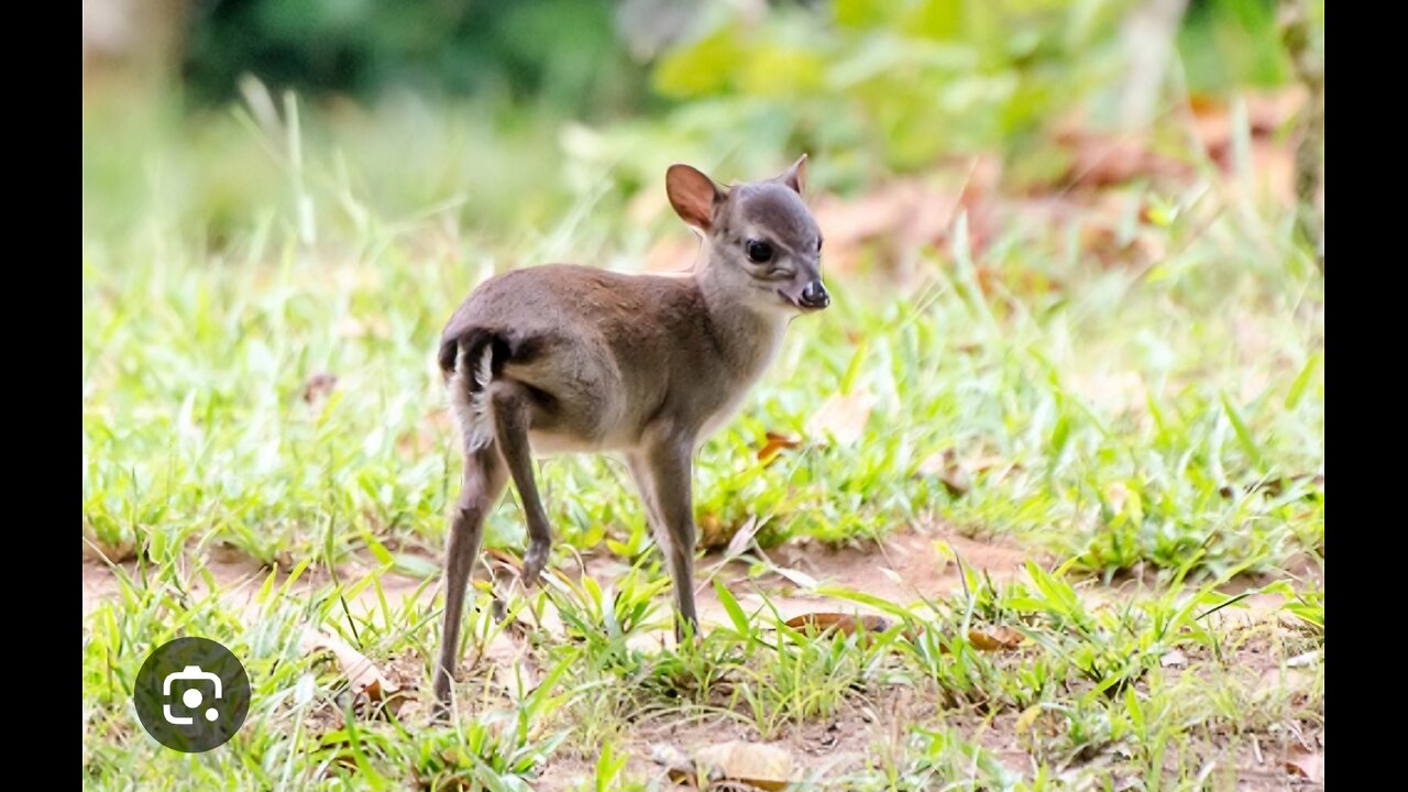 Grey Duiker beautiful Animal