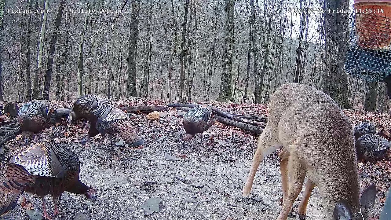 Turkey time!! PixCams Wildlife Cam 2