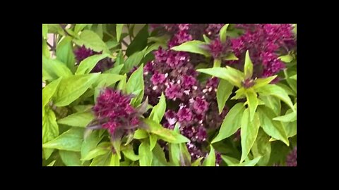 #lifeinoman #beautiful #oman #nature #plants #basil #short #subscribe