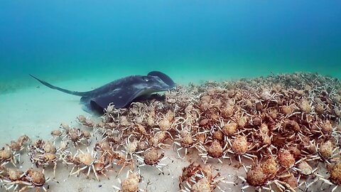 Army of Crabs Protect Spy Robot From Stingray | Spy In The Ocean|