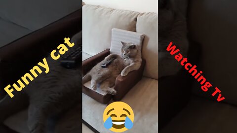 Funny Cat watching tv when sitting on sofas