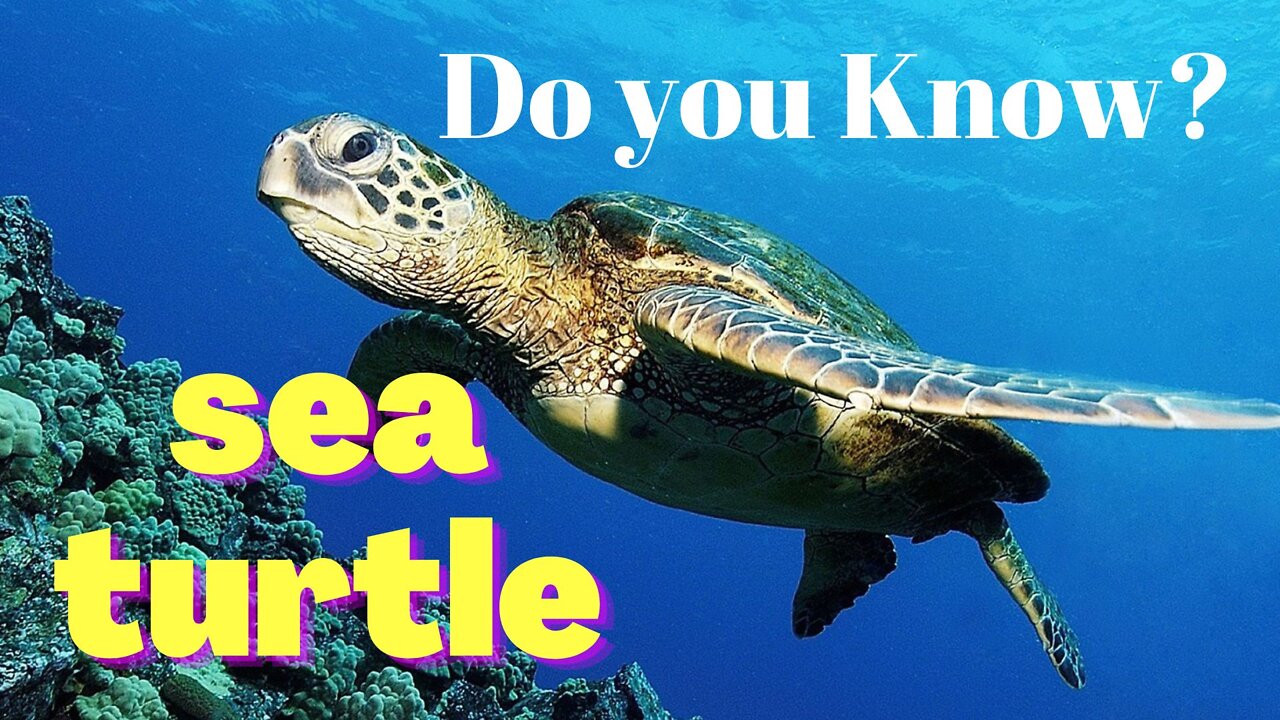 Very Interesting Facts About sea Turtles