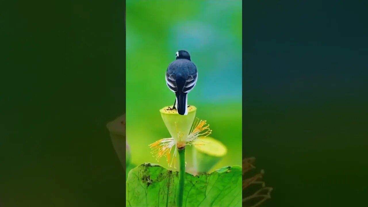 🐦
