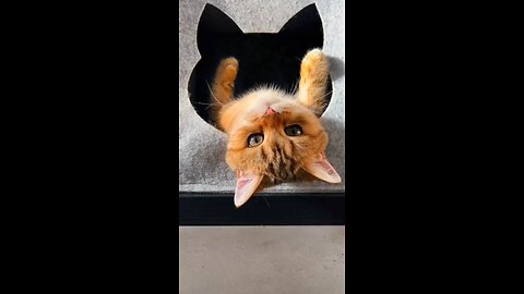 Funny cute cat video - Besties @pets @dog Best Funny Animal Video 2022_Full-HD