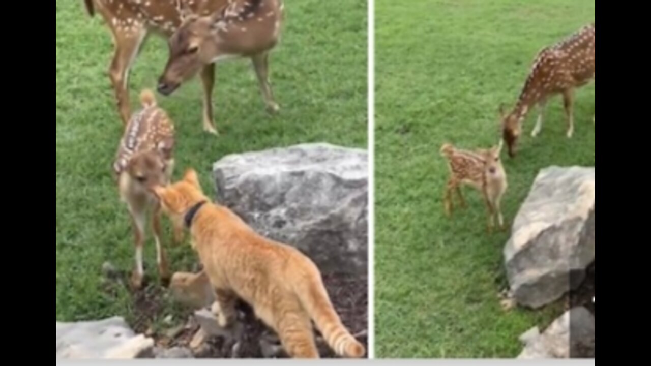 Sweet gown meets dogs kitten for first time