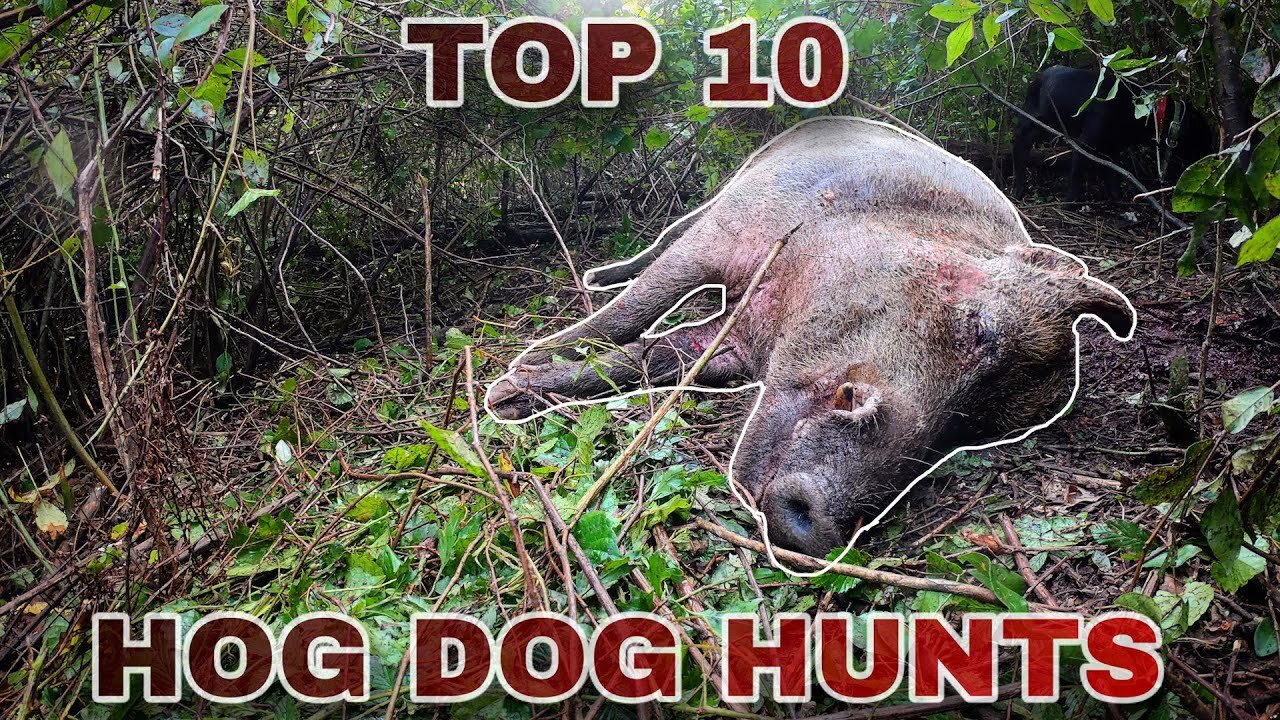 TOP 10 Hog Hunts Extreme