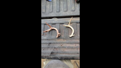 Casting a Copper Deer Antler