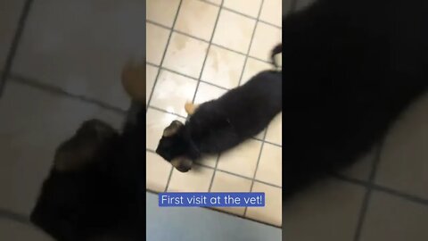 GSD puppies at the vet! #shorts