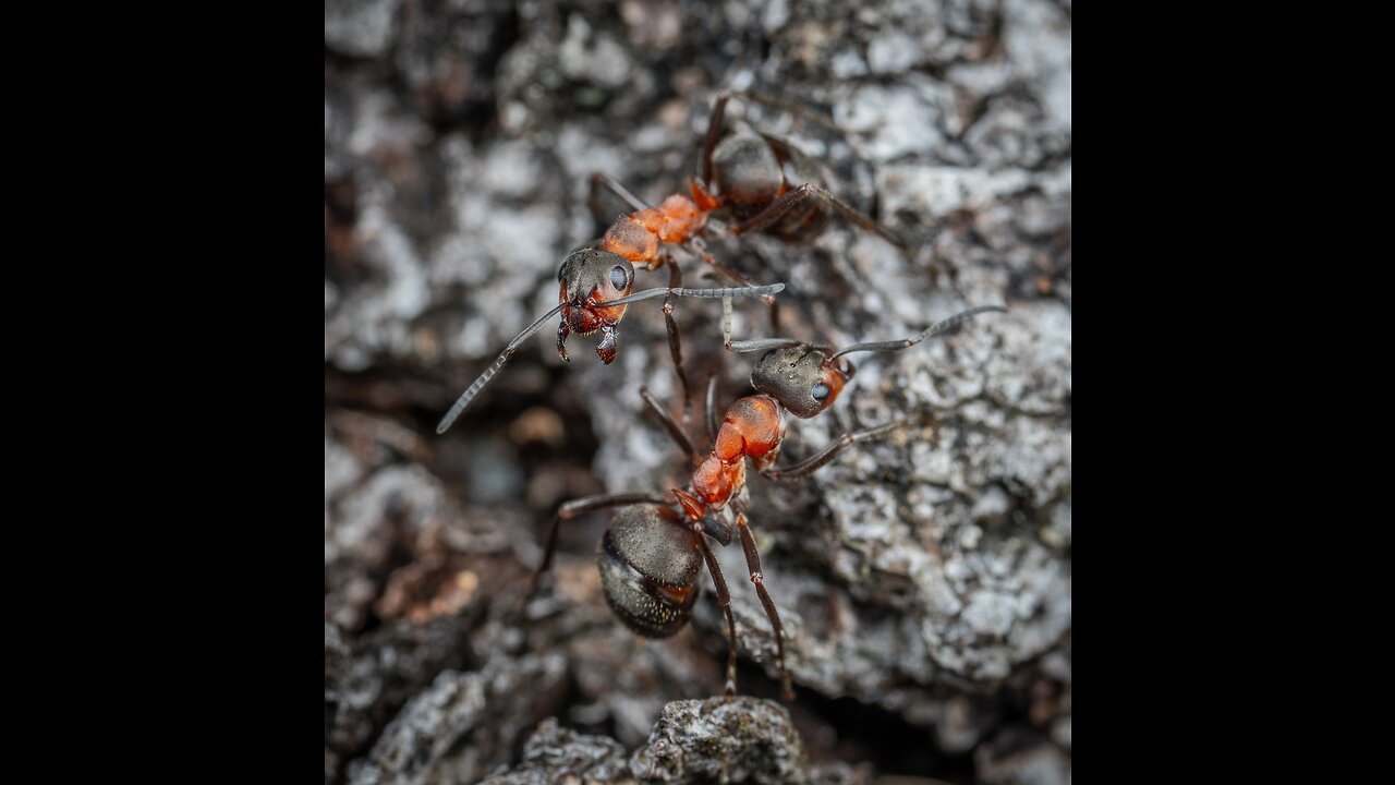 Ants! awesome social community