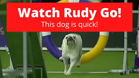 Rudy The Fantastic French Bulldog Crushes The Westminster Agility Course