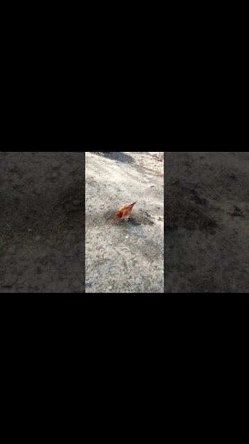 Good morning Forest out having a scratch around