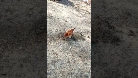 Good morning Forest out having a scratch around