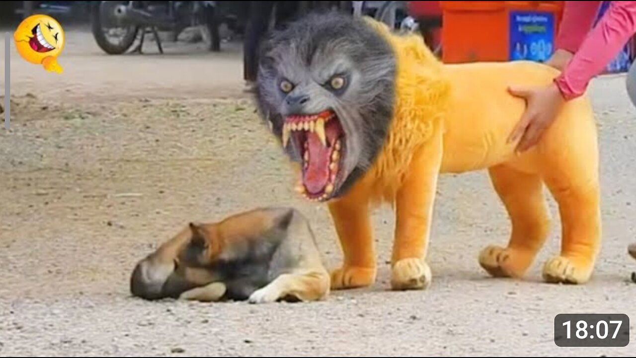 Fake lion and tiger Frank on dogs😂😂 funny video