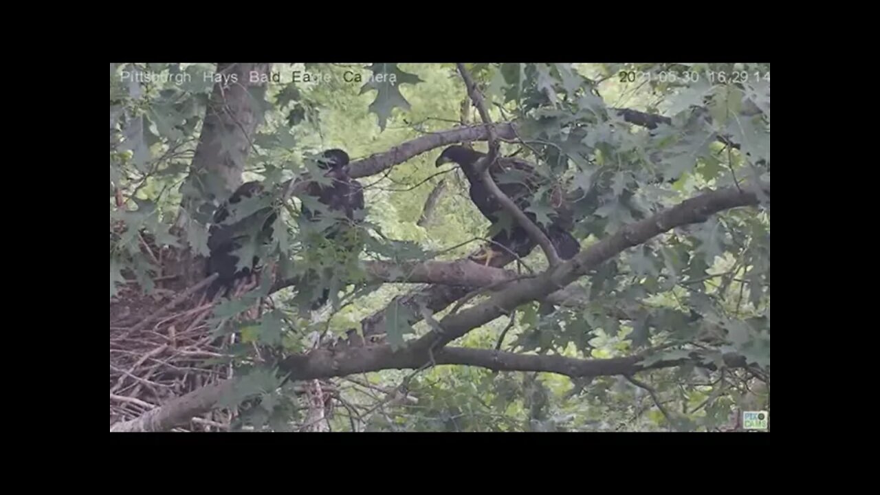 Hays Juvenile H13 makes it to the attic branch and then back again & almost a floops! 5.30.21 16:28