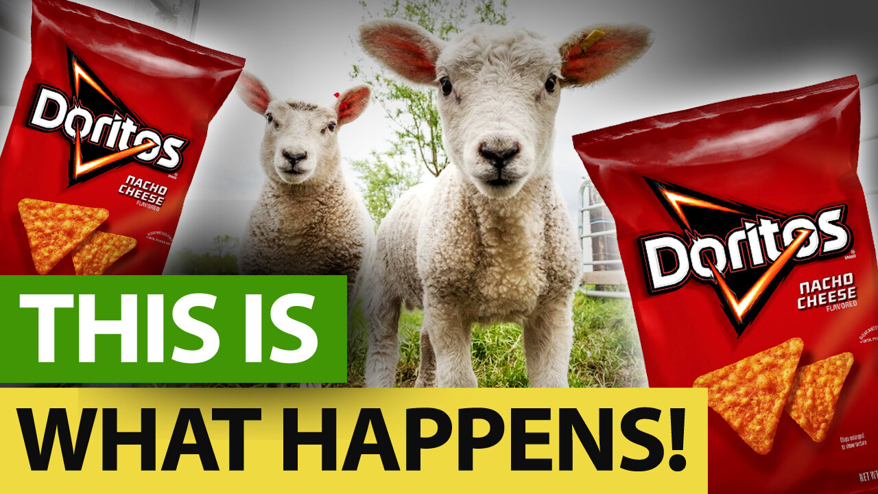 Feeding The Sheep Doritos - And This Happens!