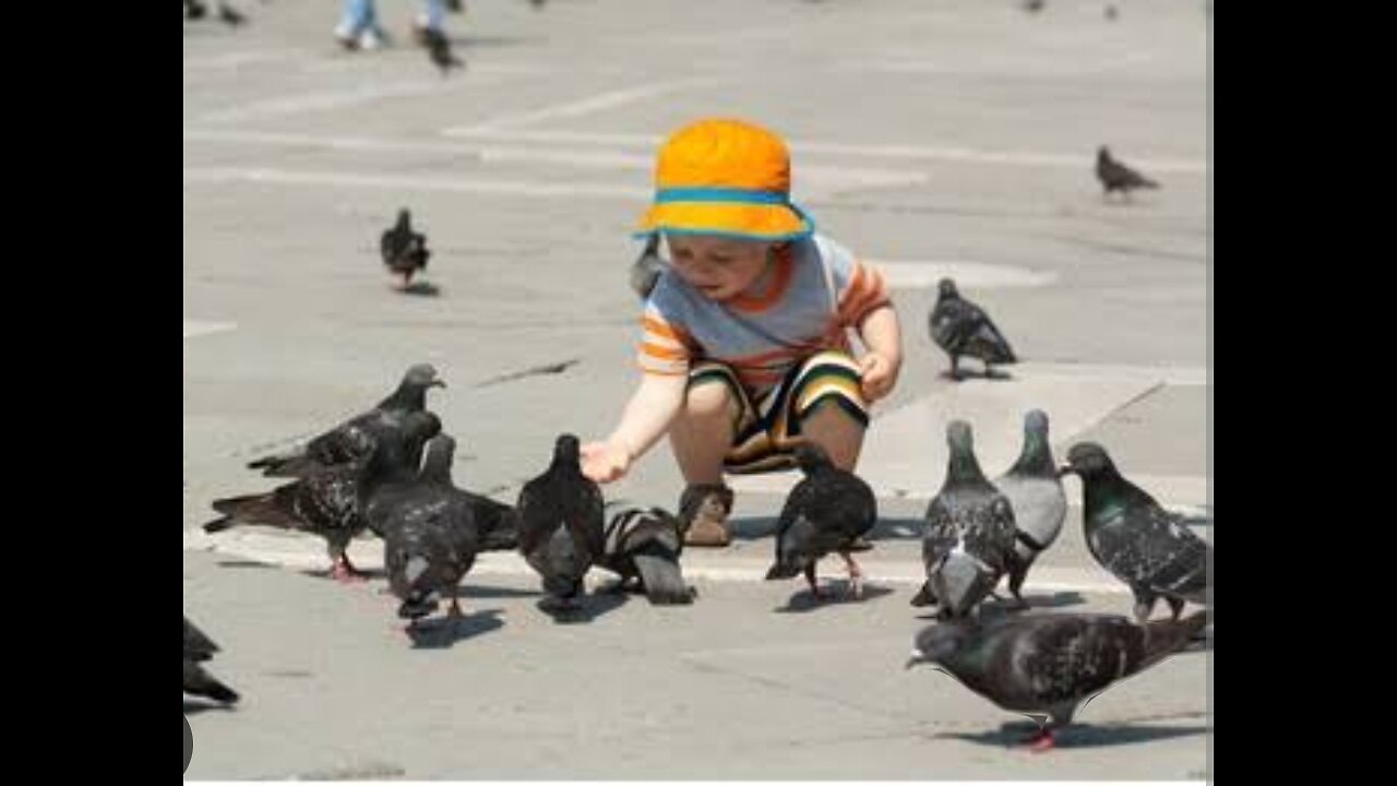 Feeding Pigeons