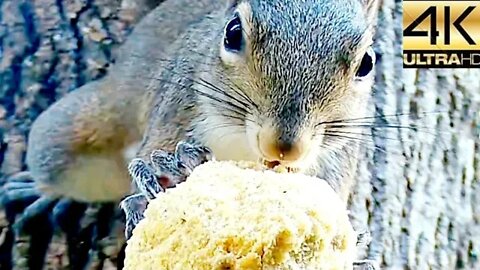 Bird Watching: On Top Of The Squirrel Feeder July 2022