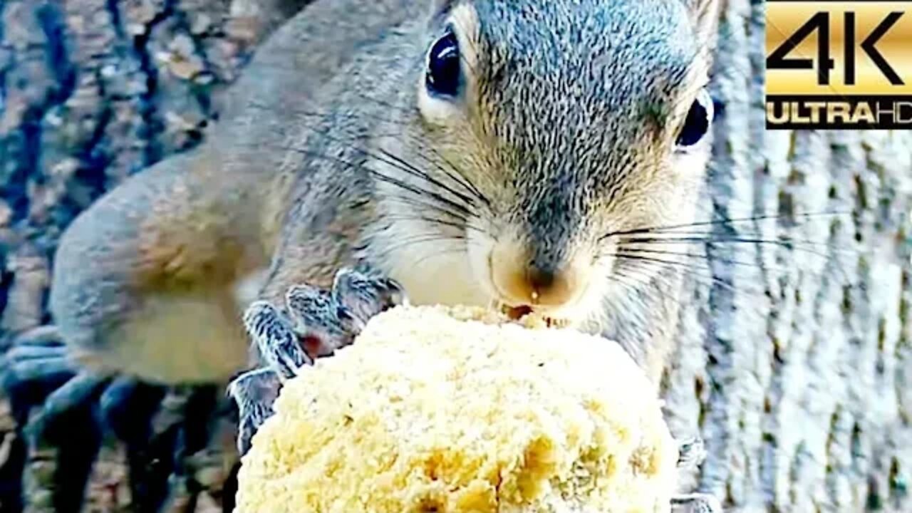 Bird Watching: On Top Of The Squirrel Feeder July 2022