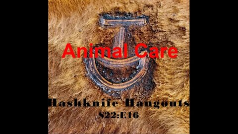 Horses & Cattle Injuries | Animal Care | Hashknife Ranch (Hashknife Hangouts - S22:E16)