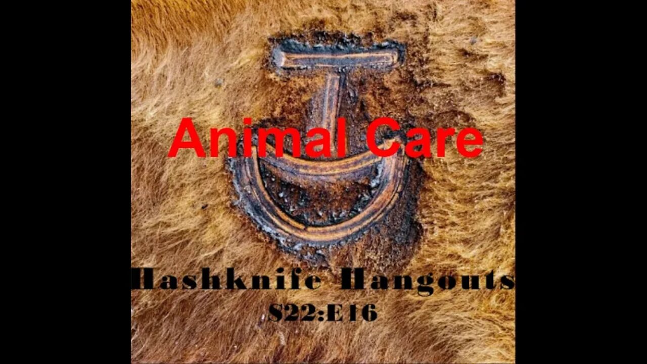 Horses & Cattle Injuries | Animal Care | Hashknife Ranch (Hashknife Hangouts - S22:E16)