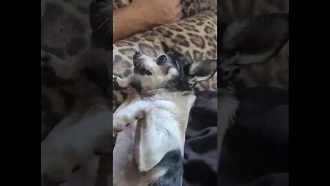 bee bee the dog
