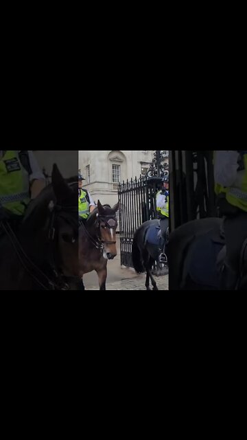police horses rainy day #horseguardsparade