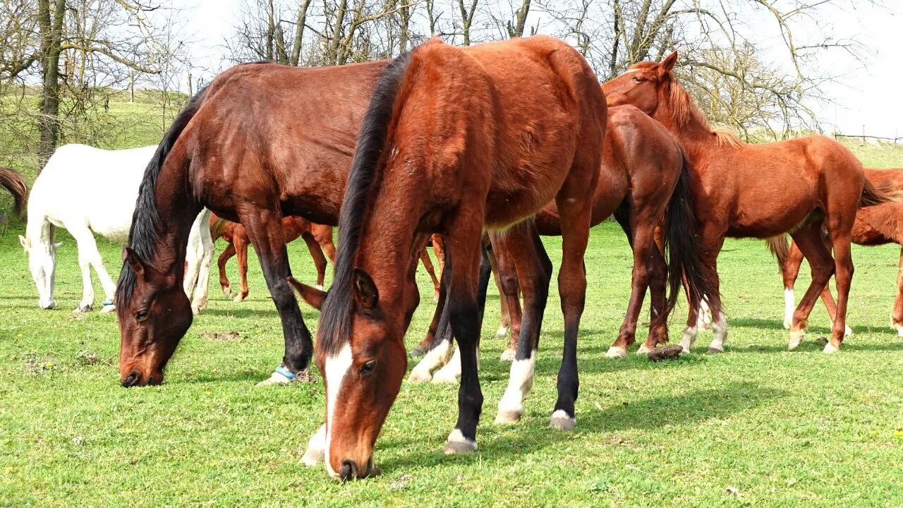 La vie sauvage des animaux de la ferme la vie secrète des animaux de compagnie